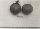 Click for 1 image(s) for this accession. FRUIT